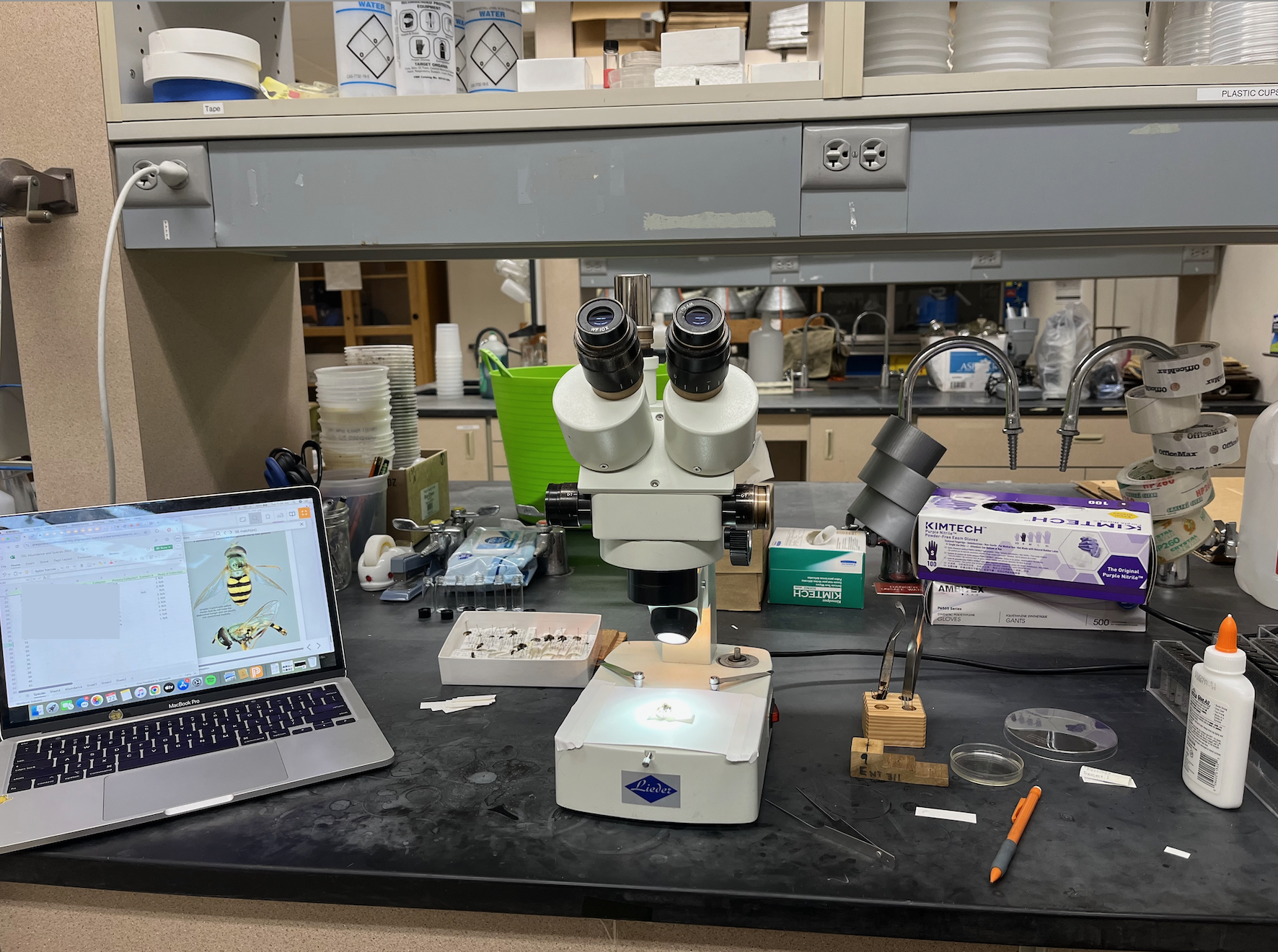 A lab bench with a microscope, pinned hover fly specimens, and a computer with a hover fly identification guide.